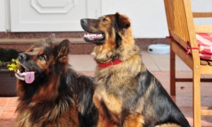 Quintus & Hera