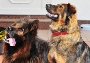 Quintus & Hera
