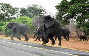 2009.10_Botswana Chobe Nat. Park 1                      