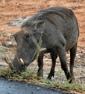 2009.10_Botswana Chobe Nat. Park 2                        