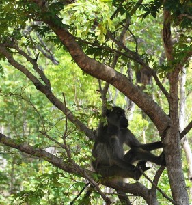2009.10_Botswana Chobe Nat. Park                      