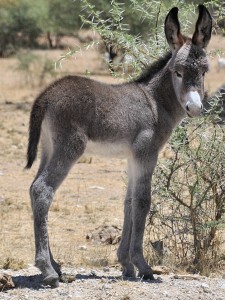 2009.10_Namibia_Ameib Ranch_1 