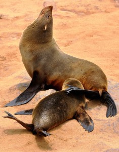 2009.10_Namibia_Cape Cross_2 