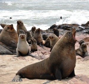 2009.10_Namibia_Cape Cross_4  