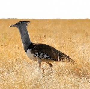 2009.10_Namibia_Etosha Pfanne_12
