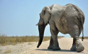 2009.10_Namibia_Etosha Pfanne_2 