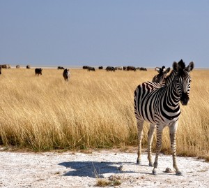 2009.10_Namibia_Etosha Pfanne_3 