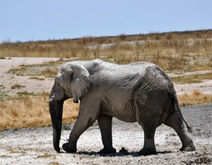 2009.10_Namibia_Etosha Pfanne_5