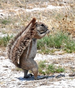 2009.10_Namibia_Etosha Pfanne_6 