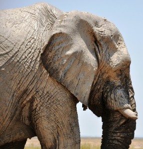2009.10_Namibia_Etosha Pfanne_7 