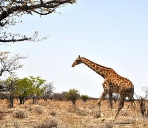 2009.10_Namibia_Etosha Pfanne_8
