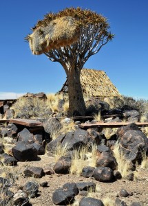 2009.10_Namibia_Köcherbaumwald                          