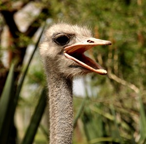 2009.10_Namibia_Oshikoto Lake_1 