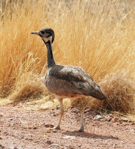 2009.10_Namibia__Duwisib_1                  