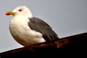 2010.08_Marokko_12                 