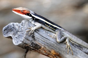 2011.10_Australien_ West MacDonnell NP, NT_11 