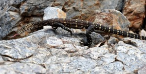 2011.10_Australien_ West MacDonnell NP, NT_12 