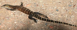 2011.10_Australien_ West MacDonnell NP, NT_16 