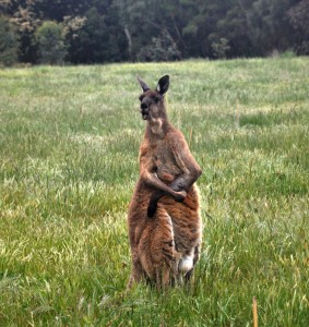 2011.10_Australien_1       