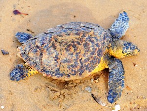 2011.10_Australien_1770 Conservation Park_1 