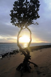 2011.10_Australien_1770, QL_6 