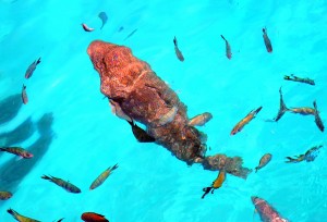 2011.10_Australien_Great Barrier Reef, QL_12 