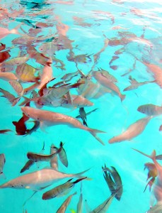 2011.10_Australien_Great Barrier Reef, QL_29 