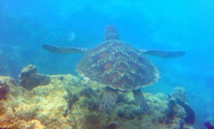 2011.10_Australien_Great Barrier Reef, QL_36 