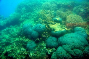 2011.10_Australien_Great Barrier Reef, QL_7 