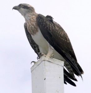 2011.10_Australien_Hervey Bay 