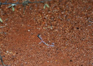 2011.10_Australien_Kata Tjuta_Olgas      