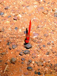 2011.10_Australien_West MacDonnell NP, NT        