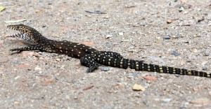 2011.10_Australien_West MacDonnell NP, NT_1        